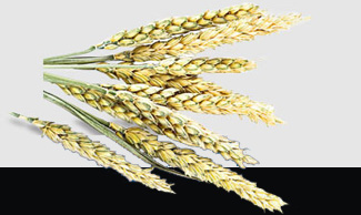 ������Ϸ| ��ҳ -������Ʒ,������Ʒ